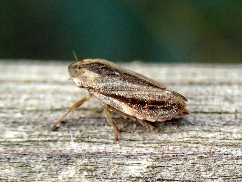 Philaenus spumarius f. trilineata del Veneto (TV)